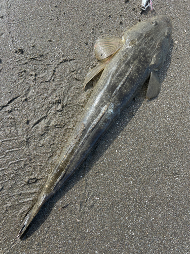 マゴチの釣果