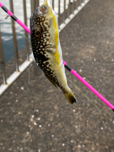 ショウサイフグの釣果