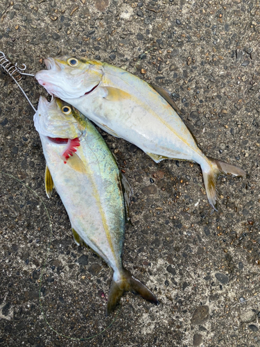 ショゴの釣果