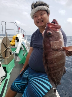 マハタの釣果