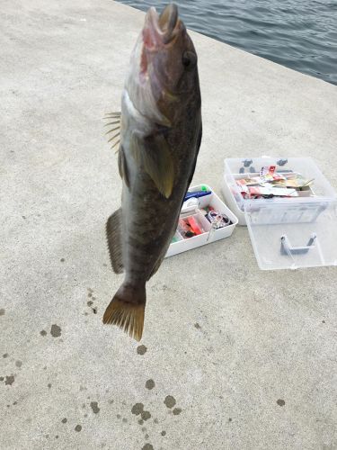 アイナメの釣果