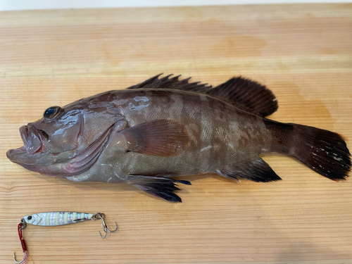 マハタの釣果