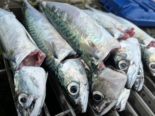 サバの釣果