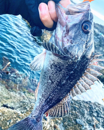 クロソイの釣果