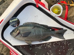 クチブトグレの釣果