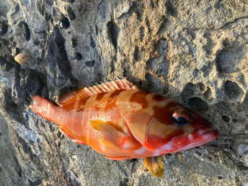 アカハタの釣果