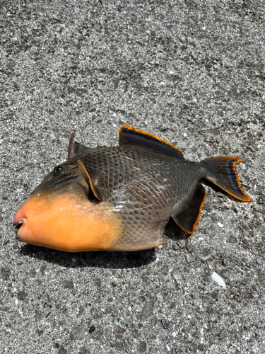 モンガラカワハギの釣果