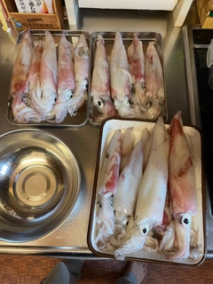 ケンサキイカの釣果
