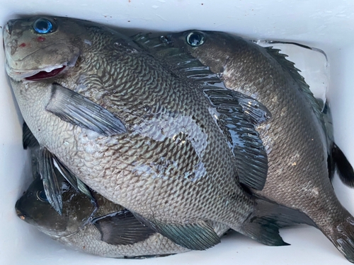 メジナの釣果