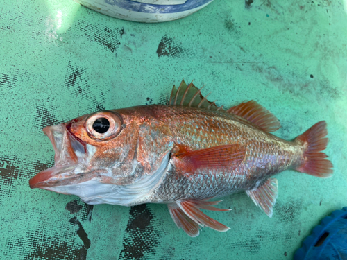 アカムツの釣果