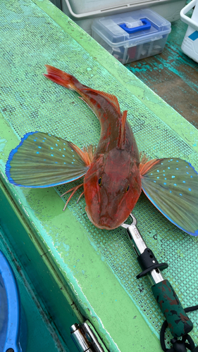 ホウボウの釣果