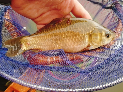 マブナの釣果