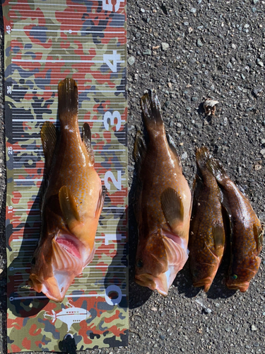 シーバスの釣果