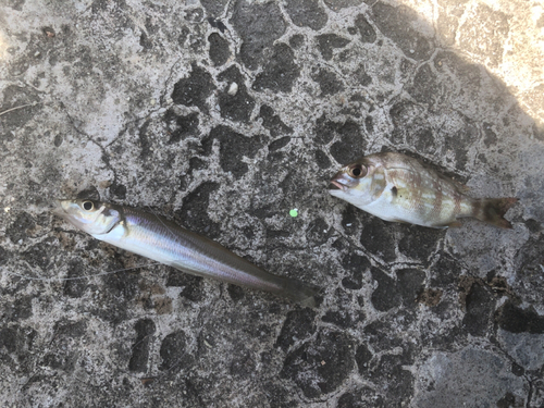 キスの釣果