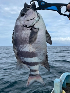 イシダイの釣果