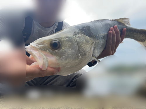 スズキの釣果