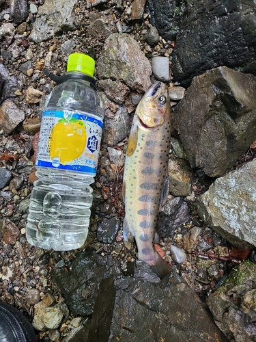 アマゴの釣果