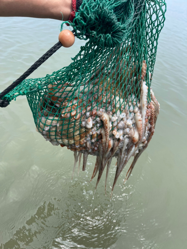 マダコの釣果