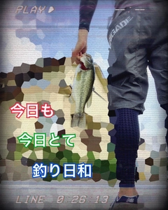 ブラックバスの釣果