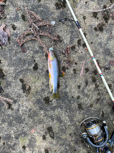 カワムツの釣果