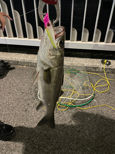 シーバスの釣果