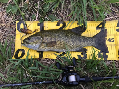 スモールマウスバスの釣果