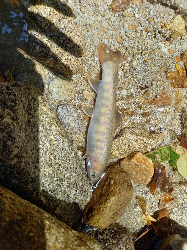 イワナの釣果