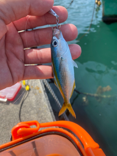 タカベの釣果