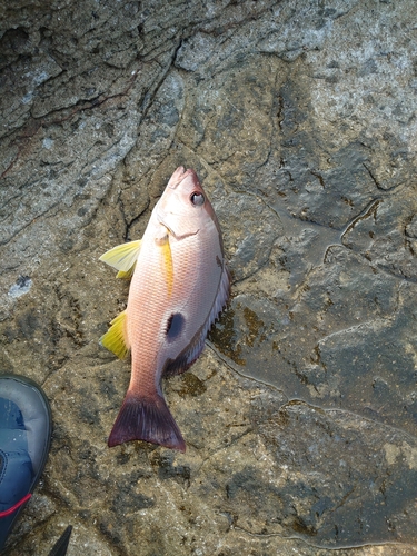 クロホシフエダイの釣果