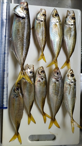 アジの釣果