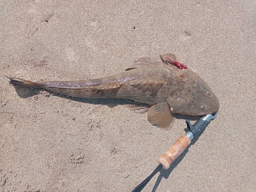 マゴチの釣果