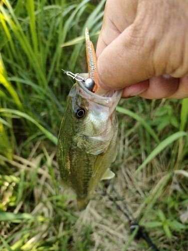 ラージマウスバスの釣果