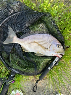 ヘダイの釣果
