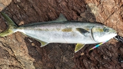 ハマチの釣果