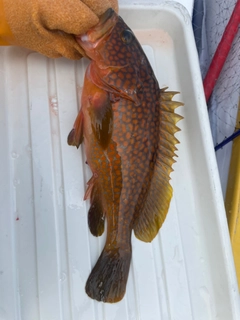 アコウの釣果