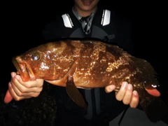 アコウの釣果