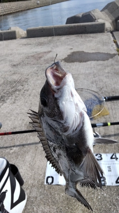 チヌの釣果