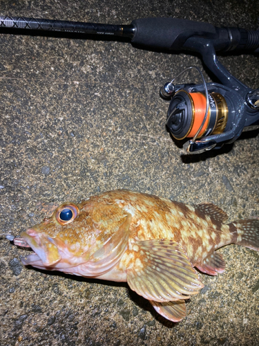 カサゴの釣果