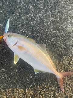 カンパチの釣果