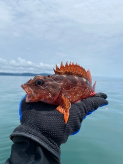 ガシラの釣果