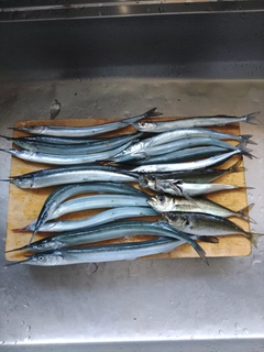 サヨリの釣果