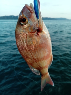 チャリコの釣果