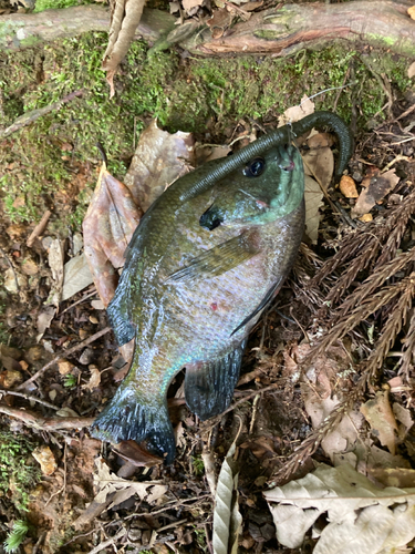 ブルーギルの釣果