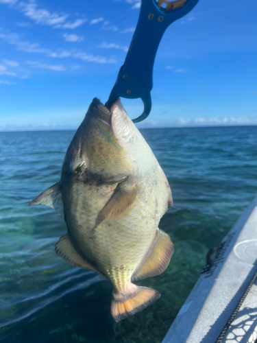 ゴマモンガラの釣果