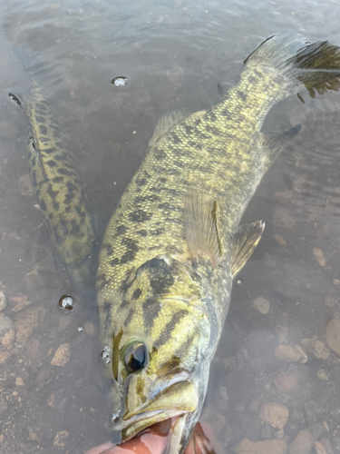 スモールマウスバスの釣果