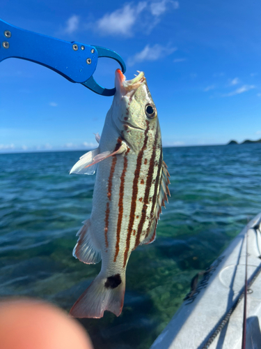 アミメフエダイの釣果