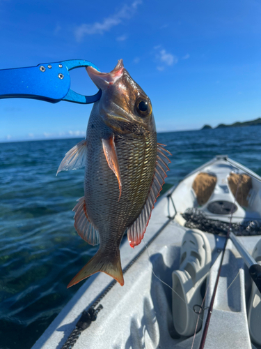 クチナジの釣果