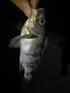 シロメバルの釣果