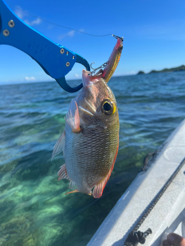 クチナジの釣果