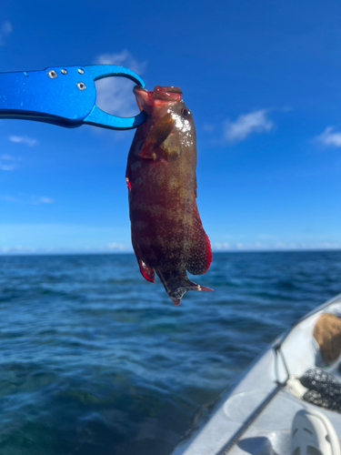 ニジハタの釣果